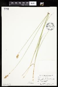 Carex bicknellii image