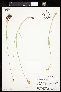 Carex bicknellii image