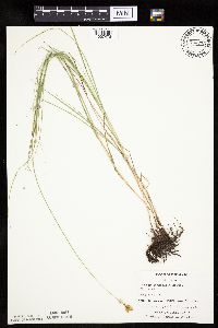 Carex bicknellii image