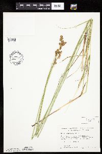 Carex bicknellii image