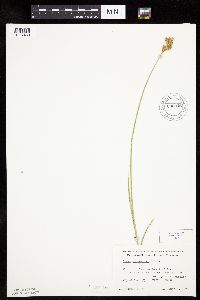 Carex bicknellii image
