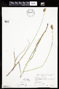 Carex bicknellii image