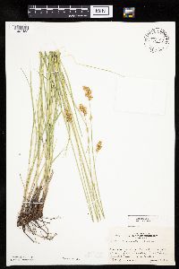 Carex bicknellii image