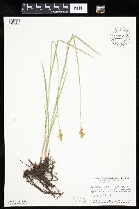 Carex bicknellii image
