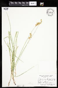 Carex bicknellii image