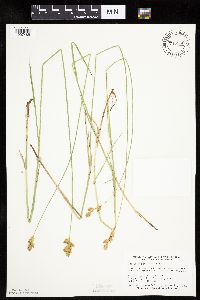 Carex bicknellii image
