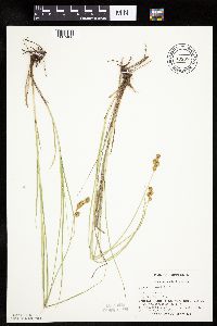 Carex bicknellii image