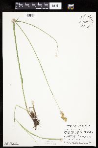 Carex bicknellii image