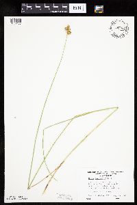 Carex bicknellii image