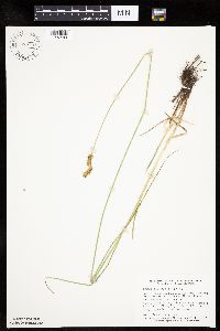 Carex bicknellii image