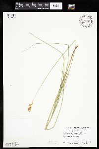 Carex bicknellii image