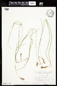 Carex bicknellii image