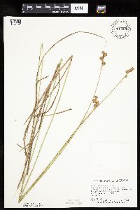 Carex bicknellii image