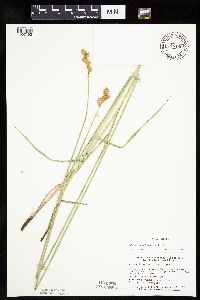 Carex bicknellii image