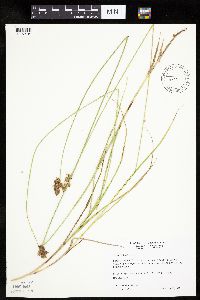 Carex bicknellii image