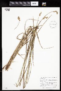 Carex bicknellii image