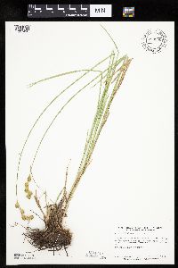 Carex bicknellii image