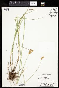 Carex bicknellii image