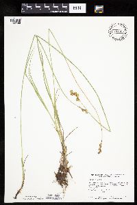 Carex bicknellii image