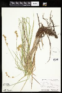 Carex bicknellii image