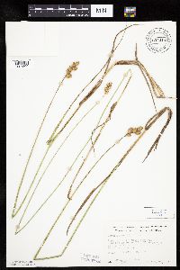 Carex bicknellii image
