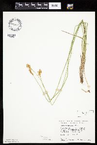 Carex bicknellii image