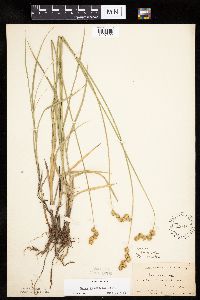 Carex bicknellii image