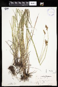 Carex bicknellii image