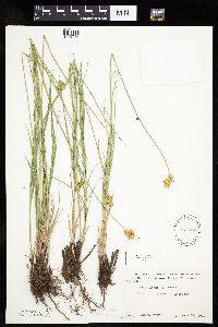 Carex bicknellii image