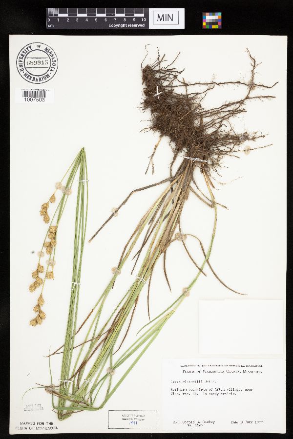 Carex bicknellii image