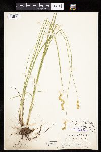 Carex bicknellii image