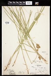 Carex bicknellii image