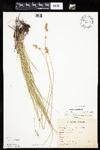 Carex bicknellii image