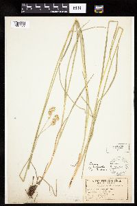 Carex bicknellii image