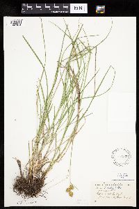Carex bicknellii image