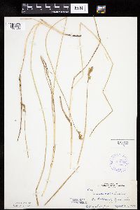 Carex bicknellii image