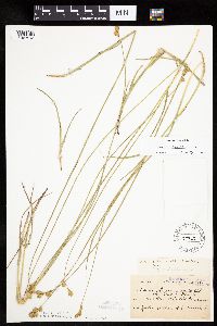 Carex bicknellii image