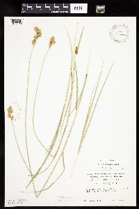 Carex bicknellii image