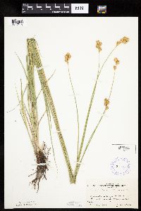 Carex bicknellii image