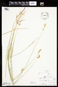 Carex bicknellii image