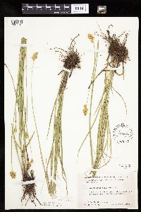 Carex bicknellii image