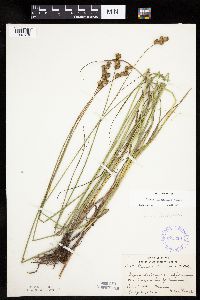 Carex bicknellii image