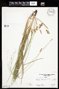 Carex bicknellii image
