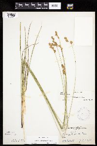 Carex bicknellii image