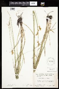 Carex bicknellii image