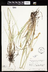 Carex bicknellii image