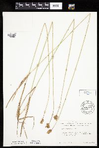 Carex bicknellii image