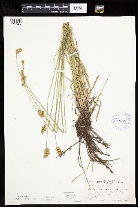 Carex bicknellii image
