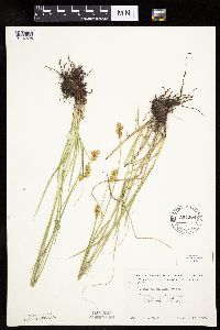 Carex bicknellii image