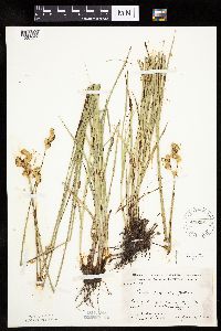 Carex bicknellii image
